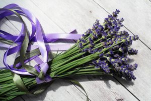 Odla lavendel från frön hemma: beskrivning, sorter, plantering och skötsel, stratifiering