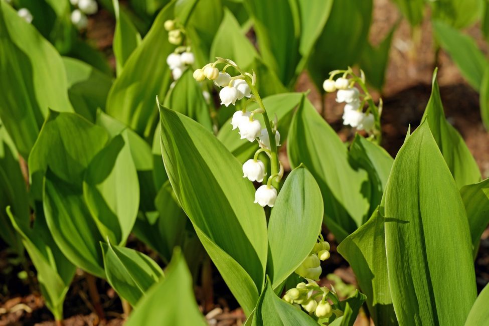 Lliri de les valls Convallaria Majalis