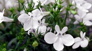 Lobelia: kuvaus, istutus ja hoito, milloin se tulisi kylvää, lajikkeiden kuvaus (50 valokuvaa ja videota) + arvostelut