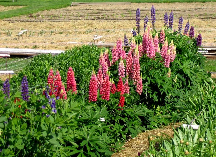lupinus Rhapsody