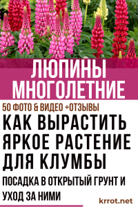 Πολυετή λούπινα: περιγραφή του φυτού, ανάπτυξη από σπόρους, φύτευση σε ανοιχτό έδαφος και φροντίδα τους (50+ Φωτογραφίες και βίντεο) + Κριτικές