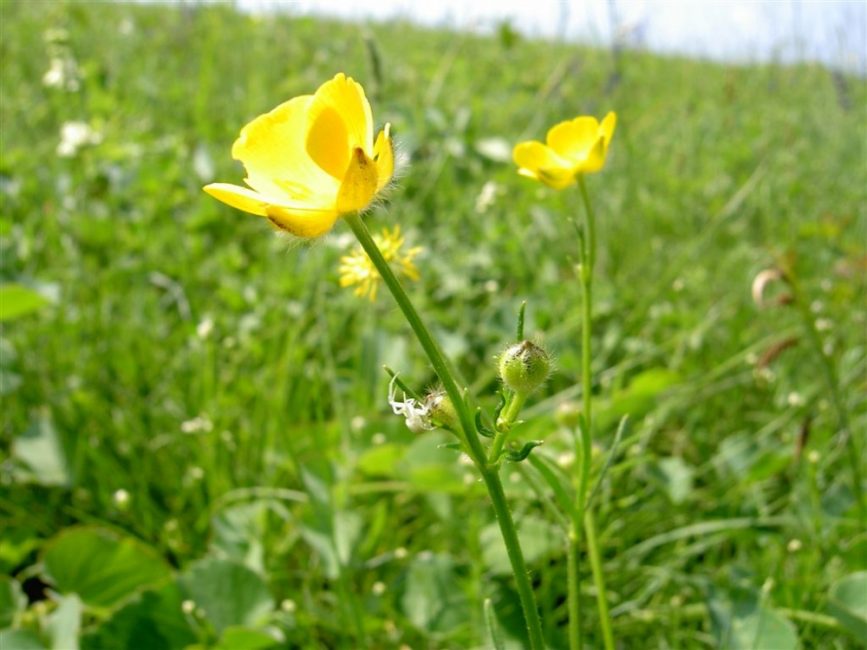 Πολύανθος ή Ranunculus polyanthemos