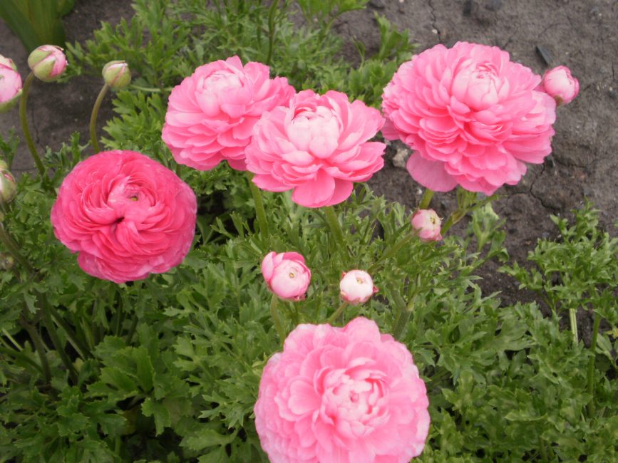 ροζ κήπος ranunculus