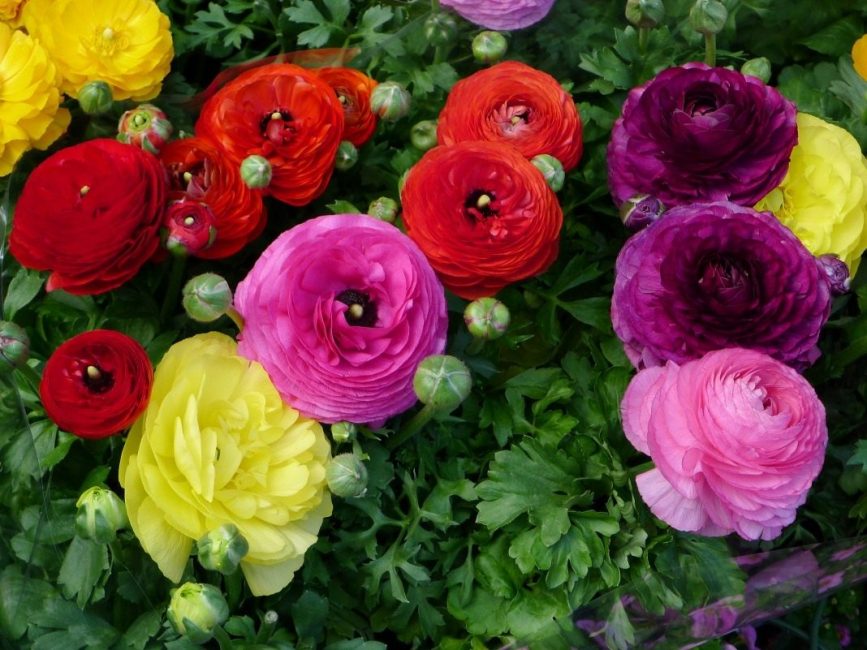 κήπος ranunculus