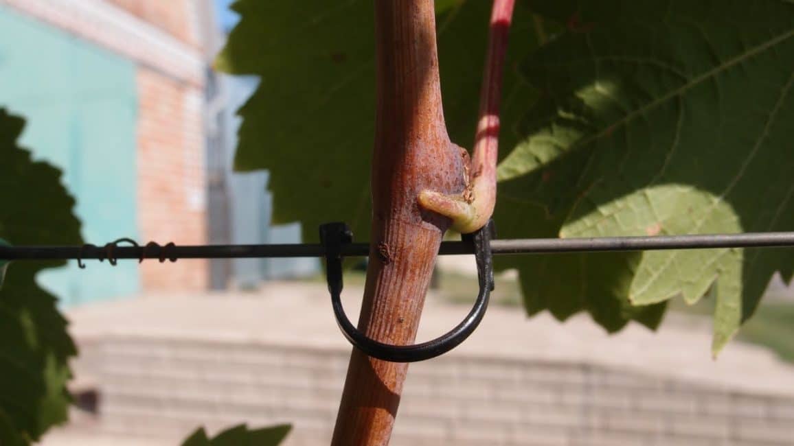 Cal lligar les vinyes i instal·lar un suport. La seva longitud no ha de superar els 1,5 metres.