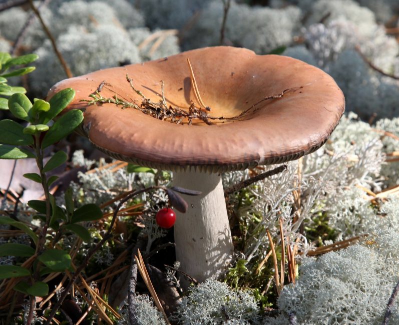 Şartlı olarak yenilebilir türler arasında belirli türlerde russula, yer mantarı ve sinek mantarı bulunur.