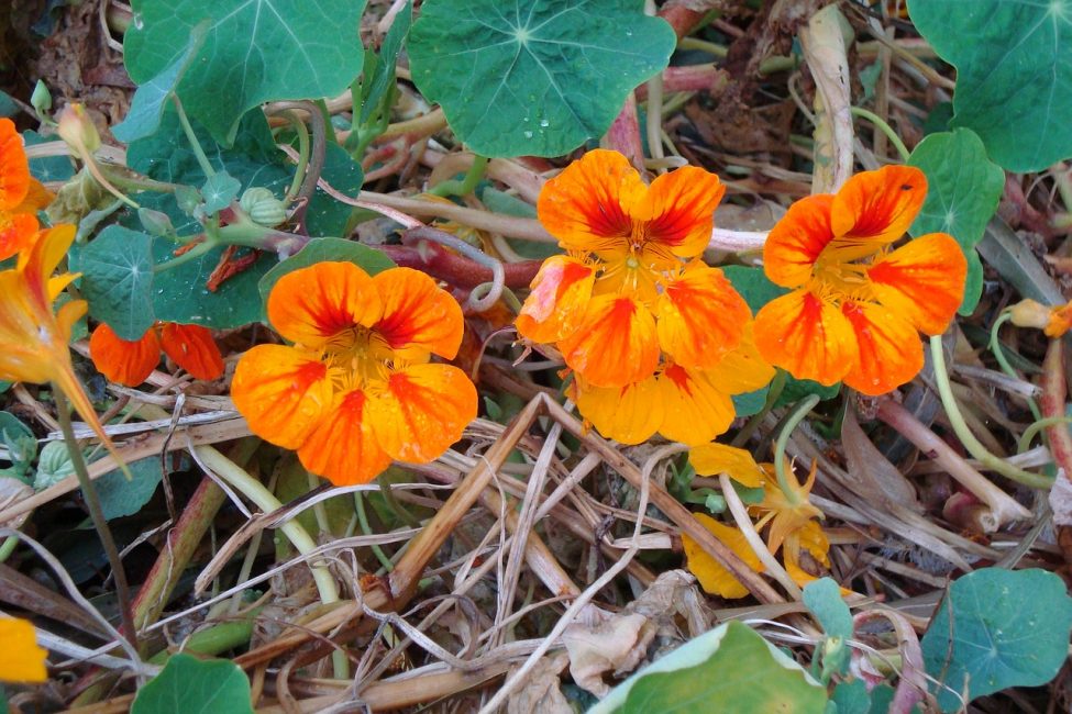 För att odla nasturtium måste du ta hand om dess livsmiljö.