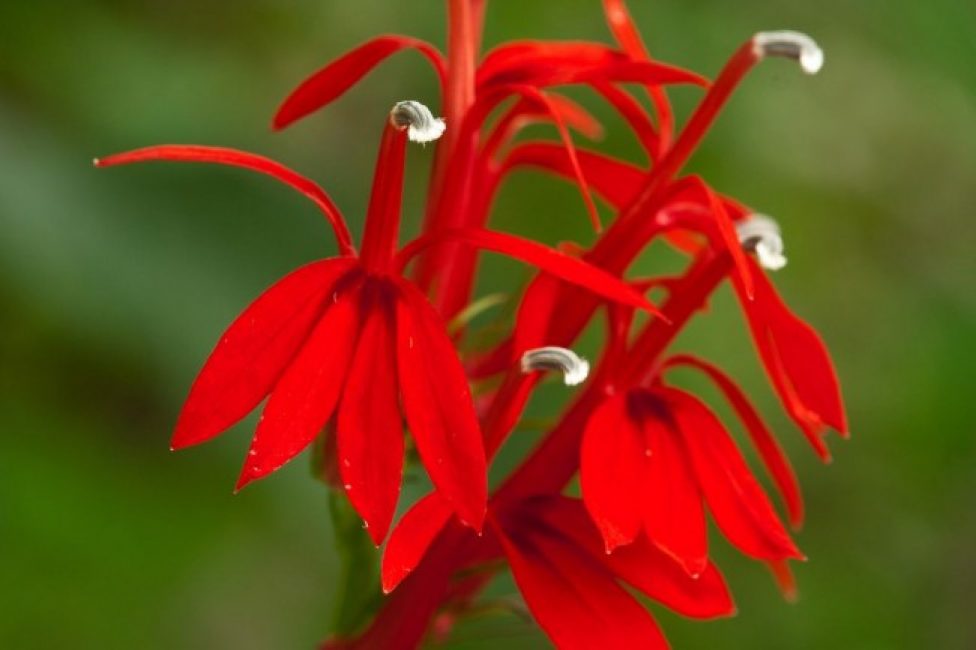 Lobelia ardiente
