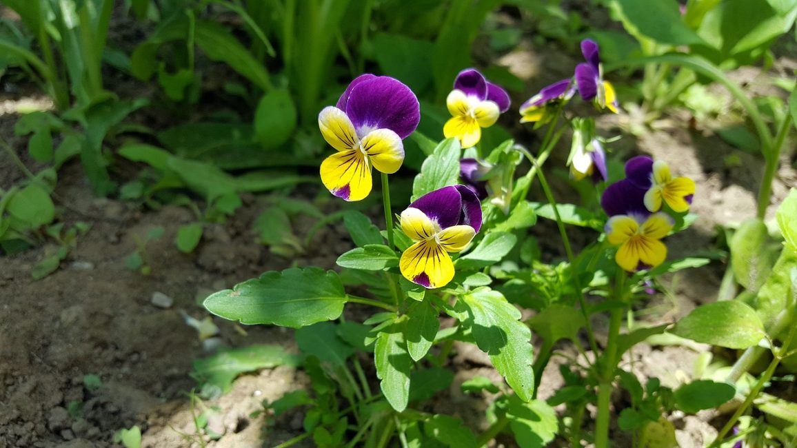 Orvokkeja avoimella pellolla