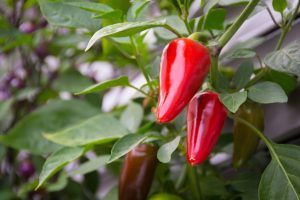 Paprika: kuvaus, kasvatus siemenistä, istutus avoimeen maahan ja hoito (valokuva ja video) + arvostelut