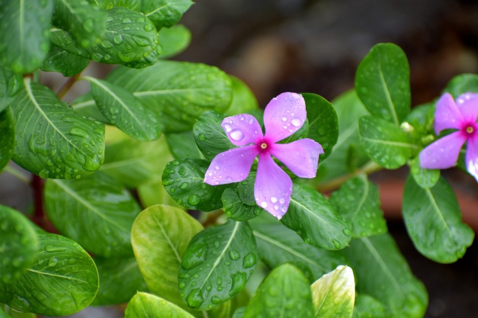 Bígaro en gotas de agua
