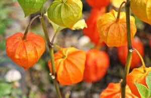 Physalis: kuvaus, taimien kasvattaminen, istutus avoimeen maahan ja sen hoito, hyödylliset lääketieteelliset ja kulinaariset ominaisuudet (30 valokuvaa ja videota) + arvostelut