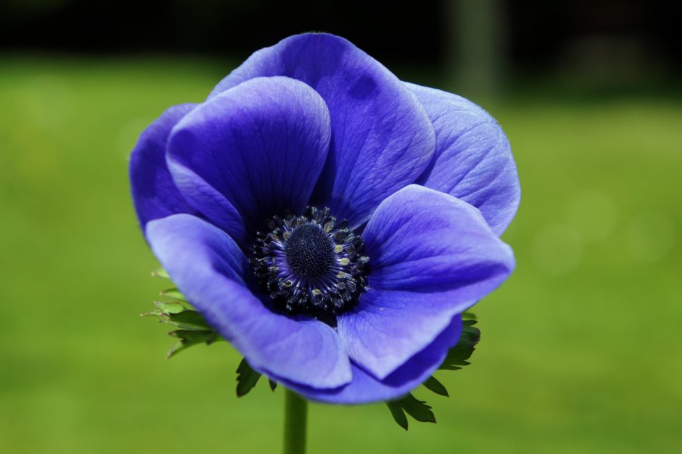 azul anémona