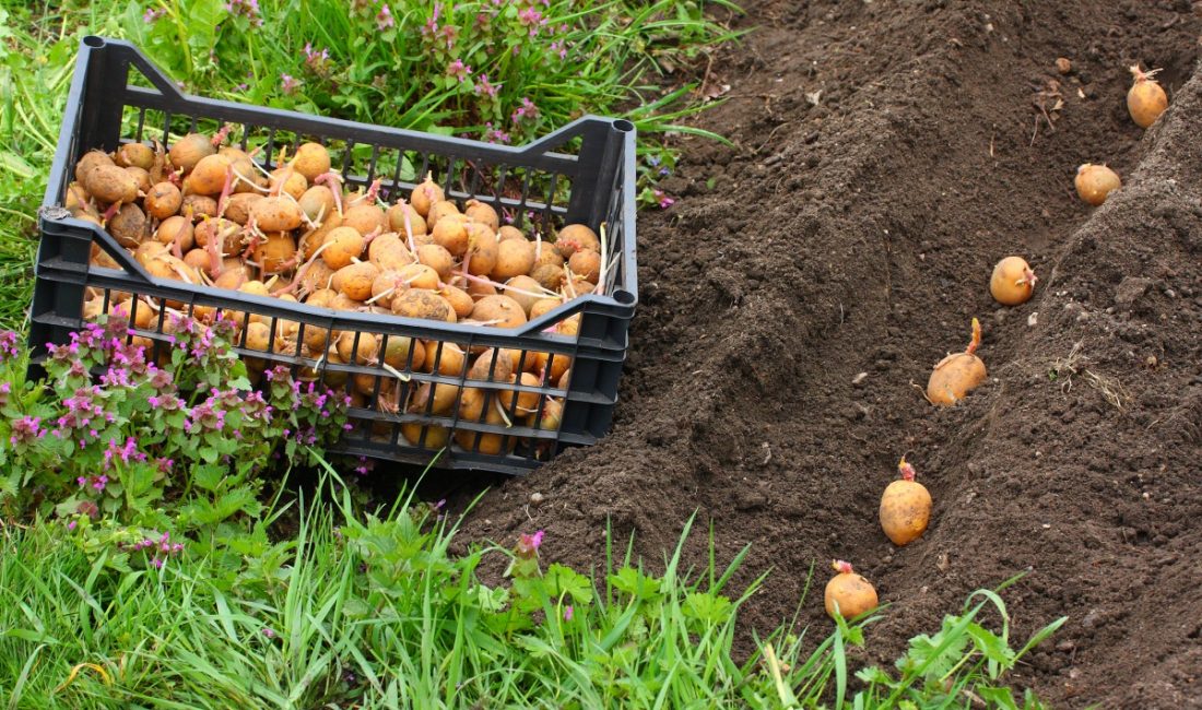 plantar papas