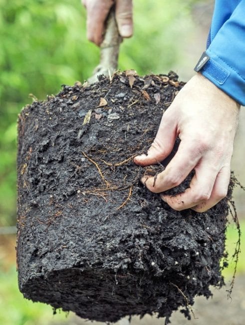 Si és possible, transferiu amb un terró de terra.