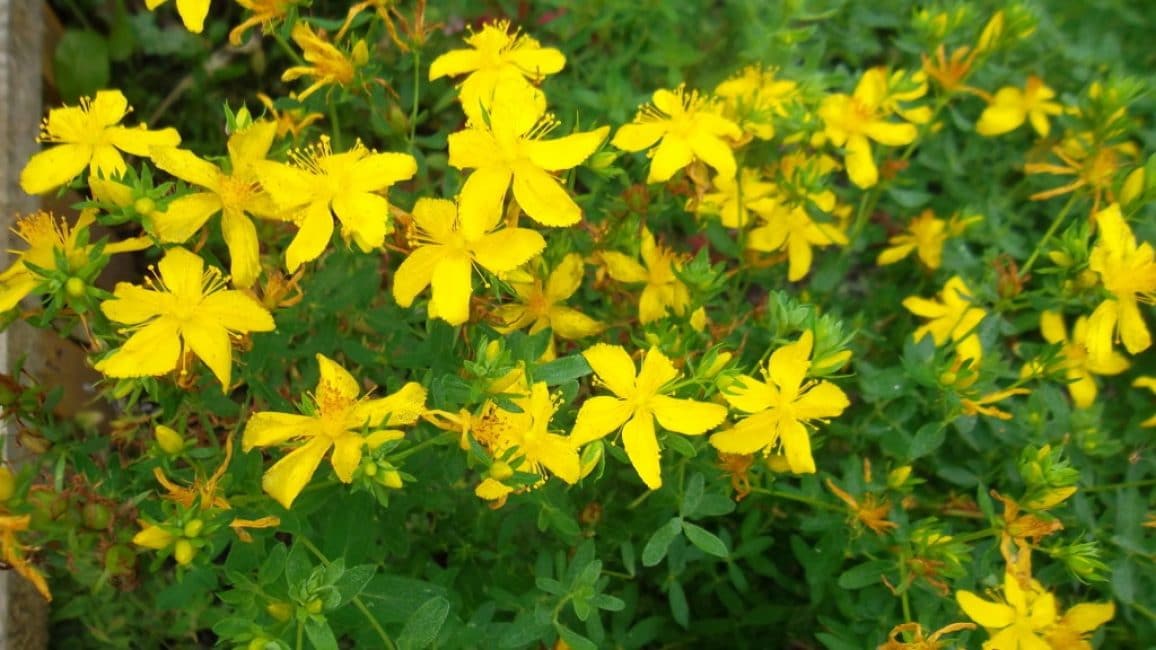 Herba de Sant Joan