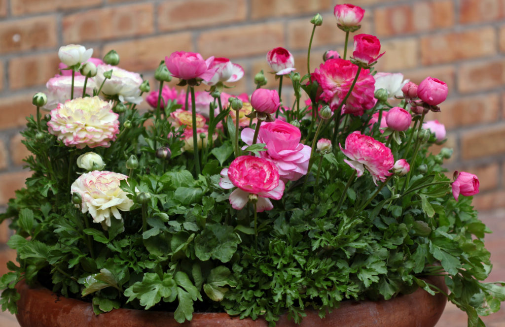 Ranunculus σε μια γλάστρα κήπου