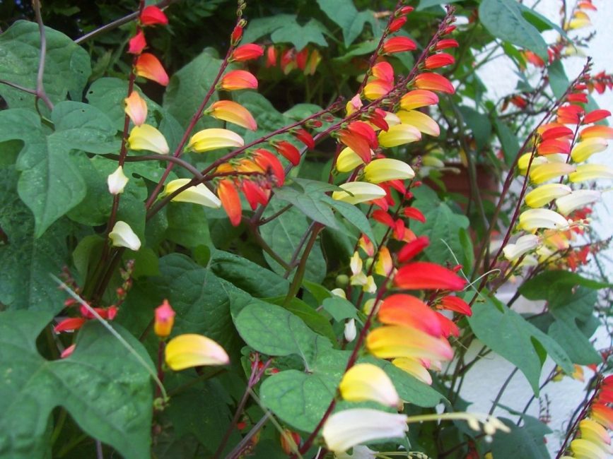 Ipomoea lobulada