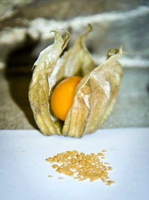 Σπόροι Physalis
