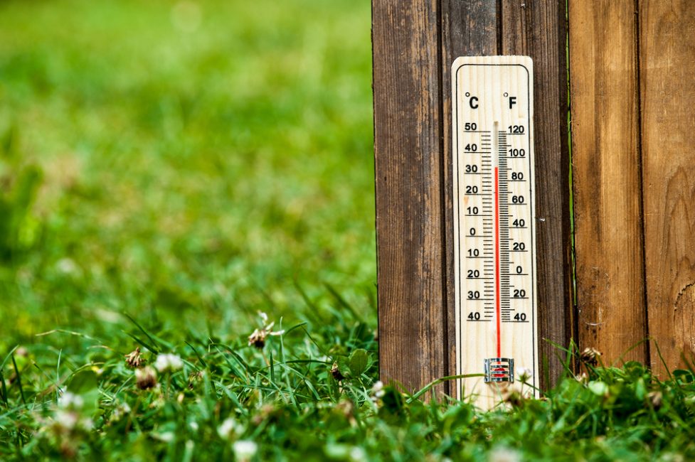 Una temperatura cómoda para el bígaro será de + 20 + 24 grados.