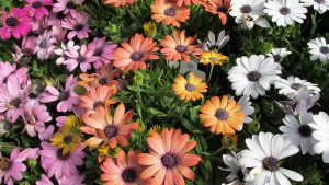 Daisies: kuvaus, monivuotiset ja kaksivuotiset lajikkeet, siemenistä kasvaminen, lisääntyminen ja hoito (50 valokuvaa ja videota) + arvostelut