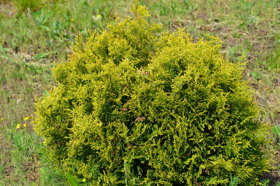 stolwijk mazı