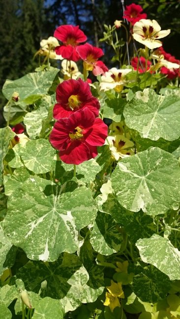 Brokiga nasturtiums