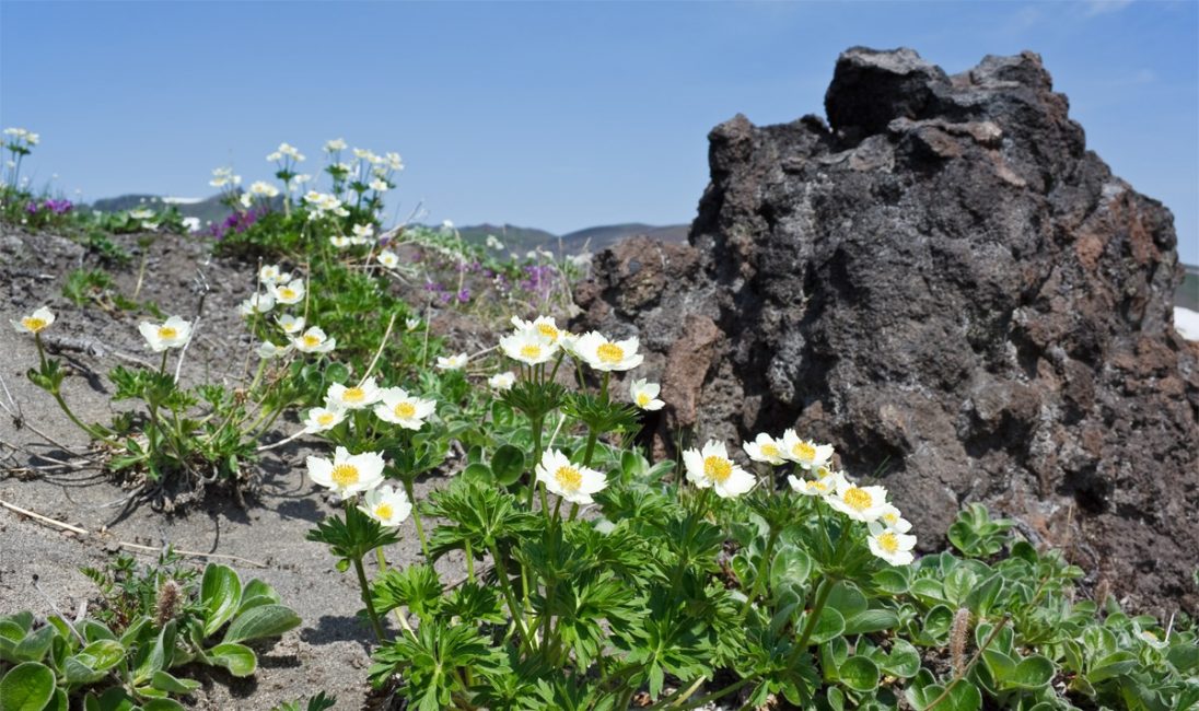 Roca anémona