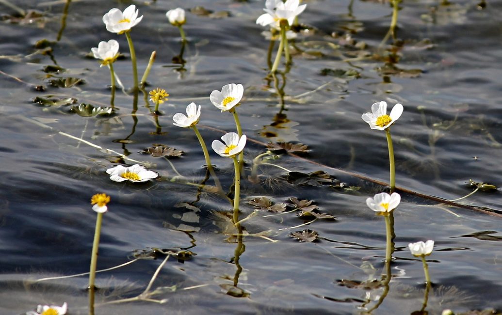 Νερό, έλος ή Ranunculus aquatilis