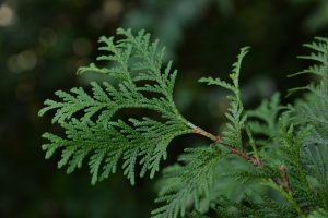 Thuja western: kuvaus 14 pakkasenkestävästä lajikkeesta, lisääntymismenetelmät, viljely ja hoito (50+ valokuvaa ja videota) + arvostelut