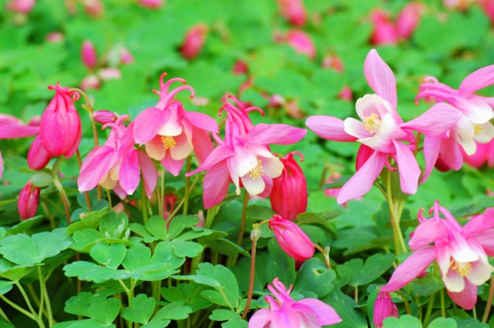 Aquilegia Solfjäderformad