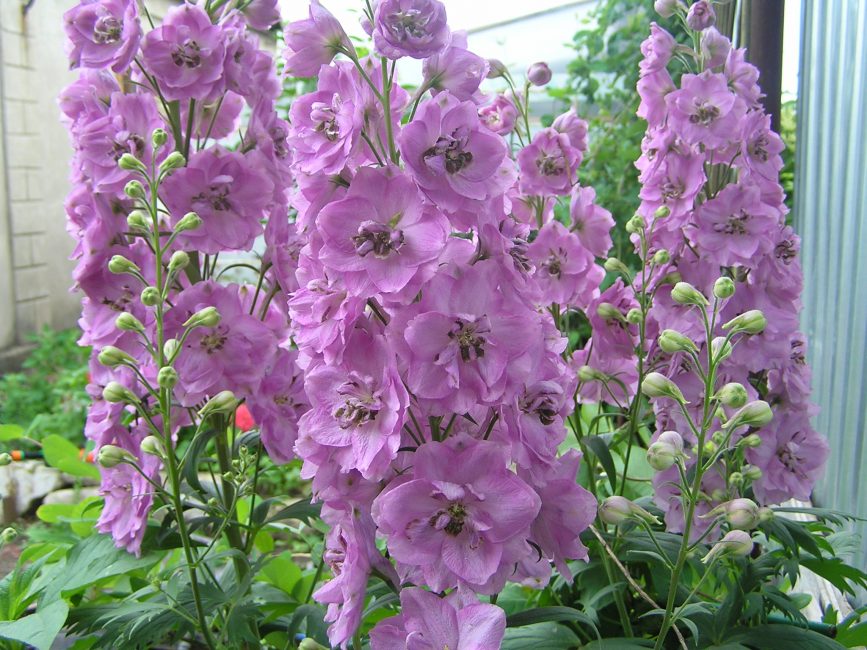 Delphinium Astolat