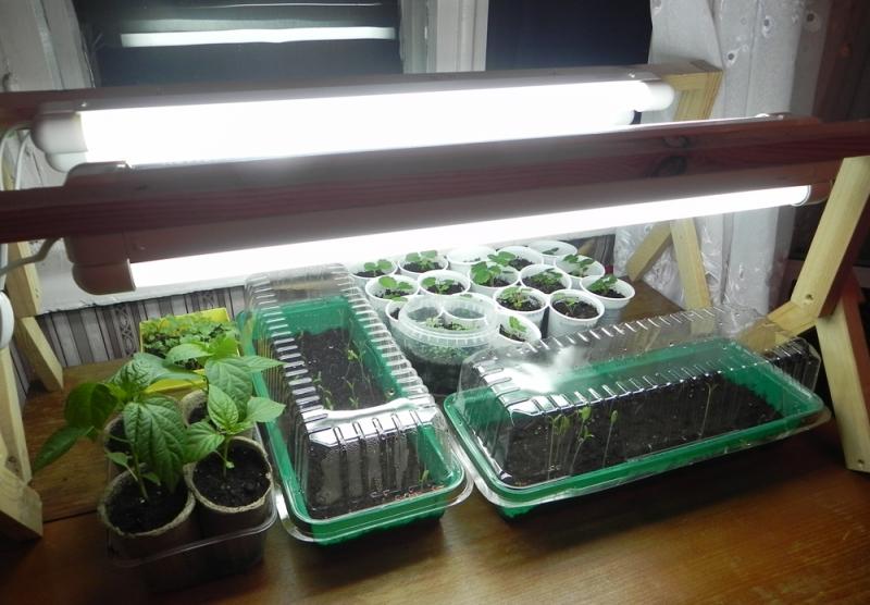 iluminación artificial para plántulas