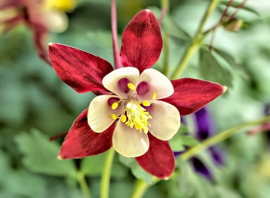 Blommande vattendelare