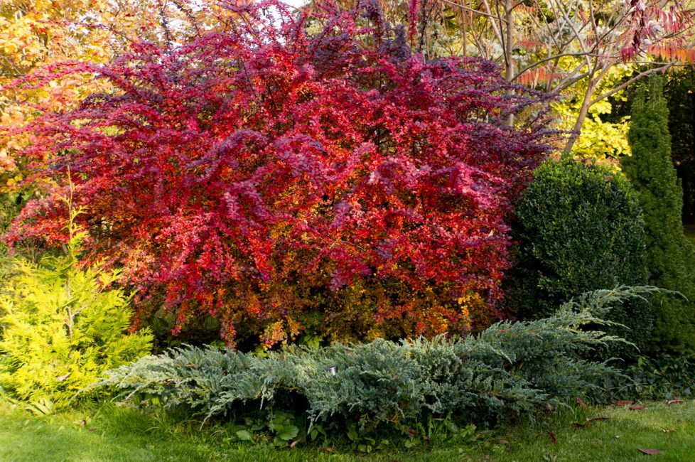 Barberry Thunberg