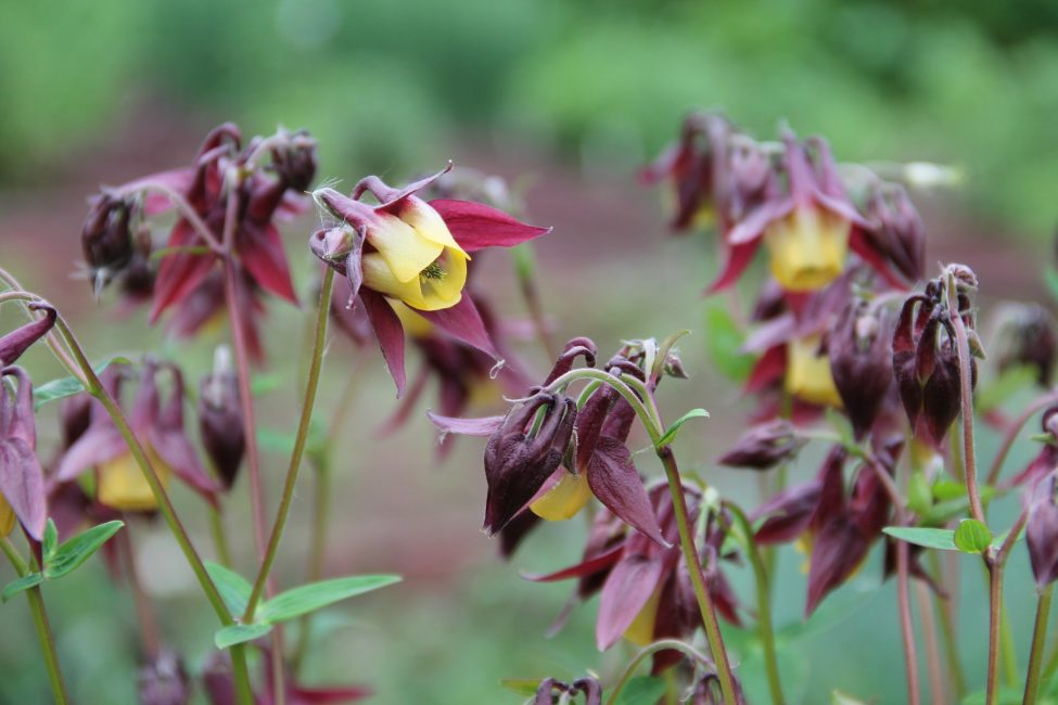 Aquilegia oxysepala (skarp foderblad)