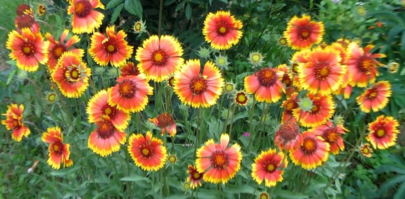 Primavera