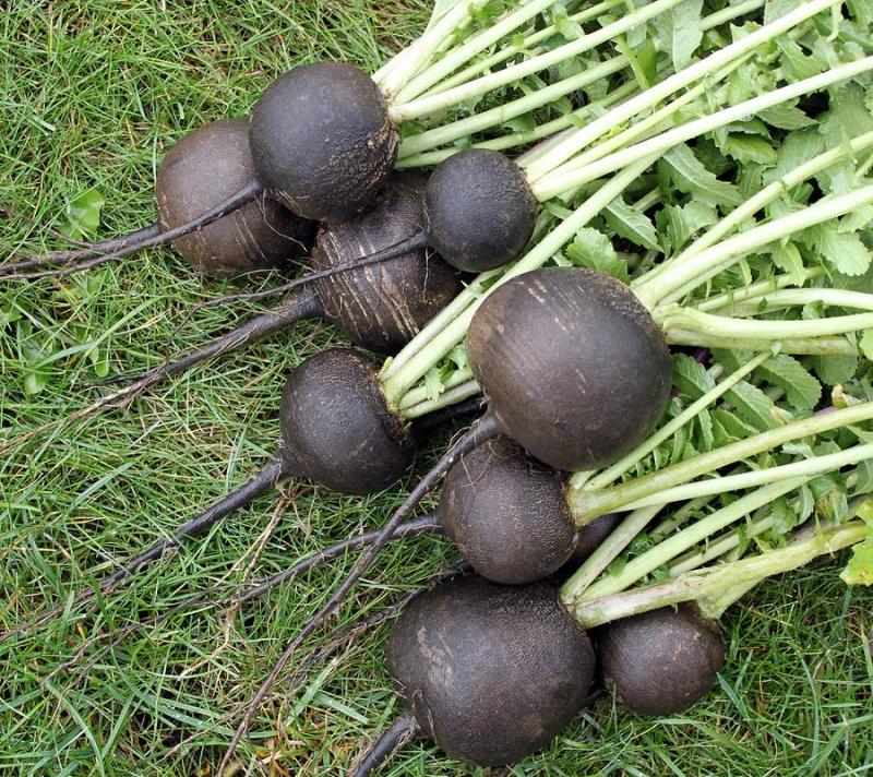 Uncle Chernomor retiisilajike