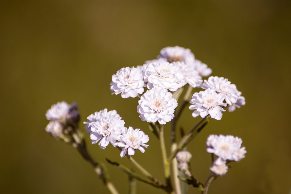 Νερουλίτσα (Ranunculus) aconitifolius