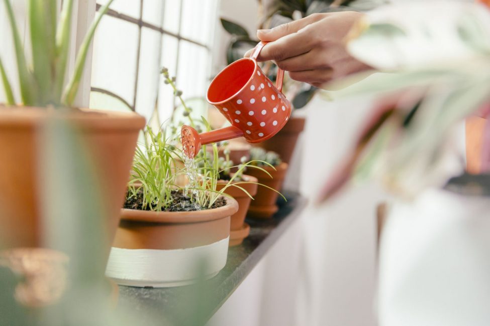 regar les plantes