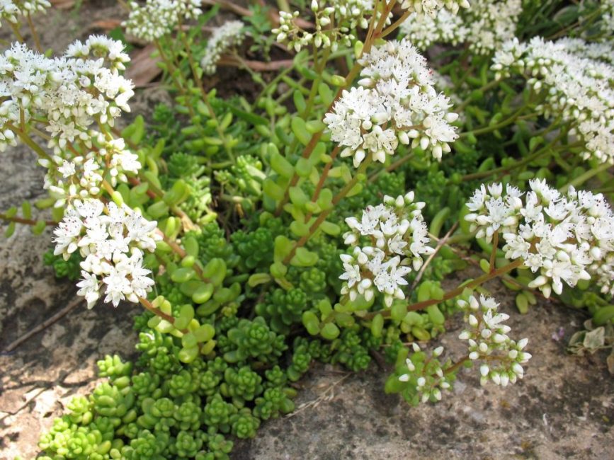 Blanco uva de gato