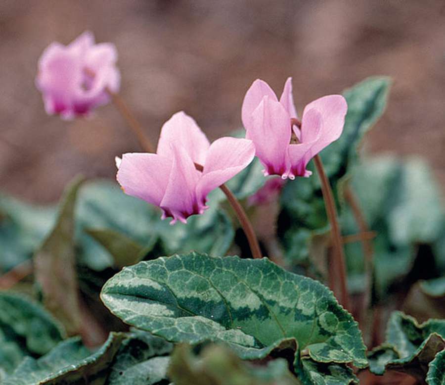 Ciclamen - bulb violeta: descripció, cultiu a partir de llavors a casa, cura de les plantes, reproducció i trasplantament (+ de 75 fotos i vídeos) + ressenyes