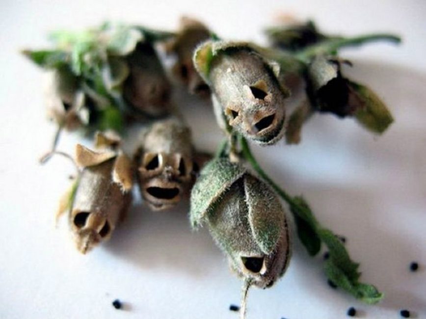 Achenes of Snapdragon (Antirrhinum)