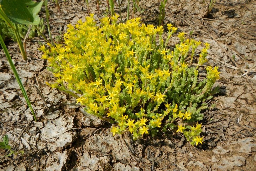 cultivo de piedra cáustica