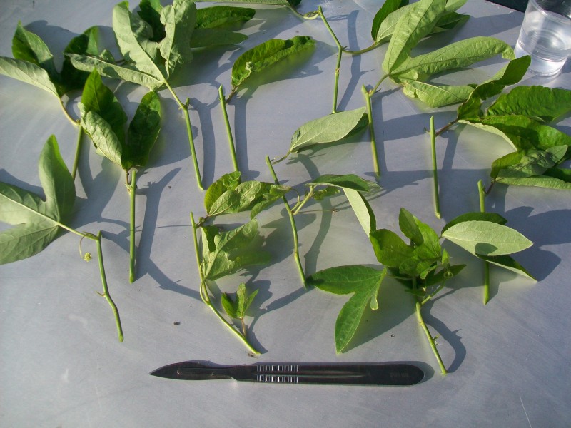 Passiflora dugványok.