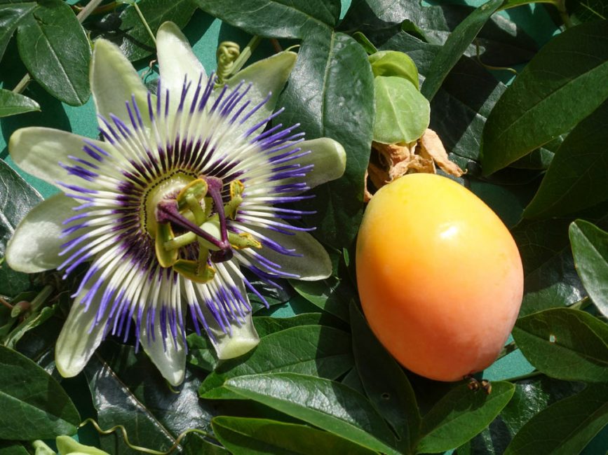Passiflora virág és golgotagyümölcs