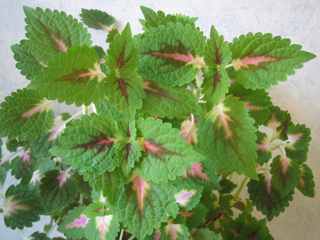 Μυρωδάτο coleus (coleus lour)