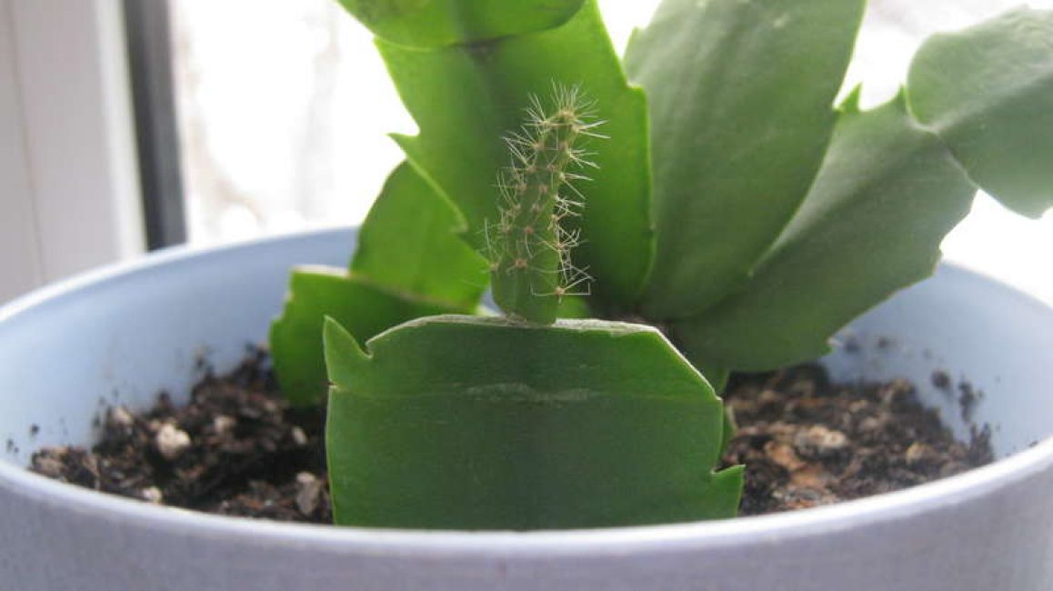 Empelt de Schlumbergera sobre cactus