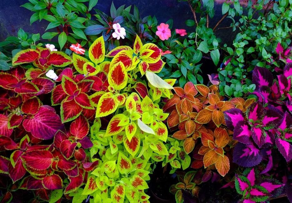 Η ποικιλία των χρωμάτων των φύλλων coleus είναι εκπληκτική.