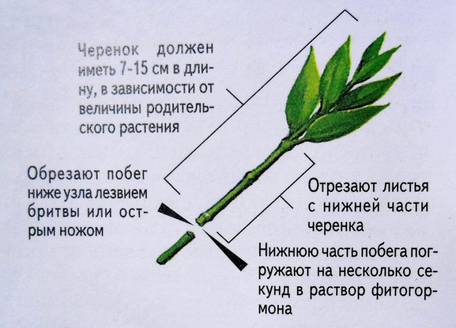 Esquema de tall
